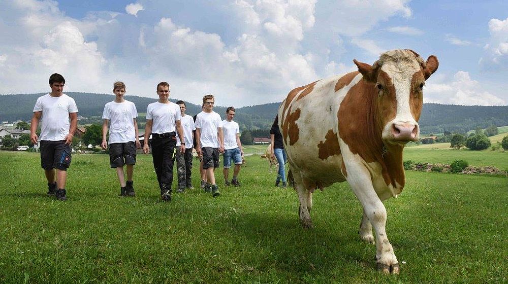 Schüler mit Kuh auf der Wiese