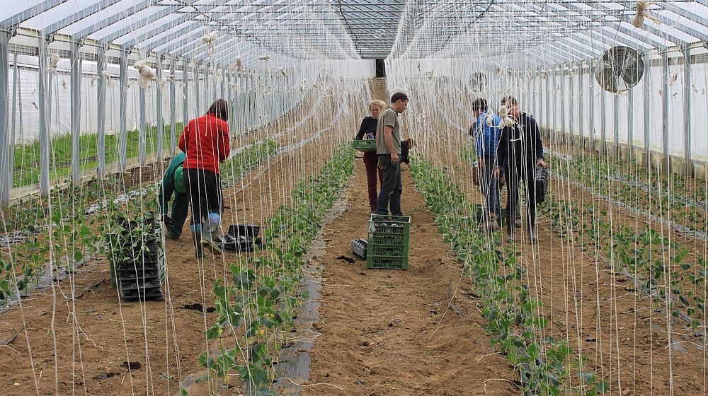 Schülerinnen und Schüler arbeiten im Glashaus