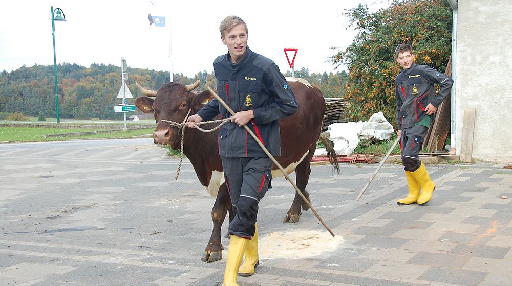 Schüler bringen Stier zurück in den Stall