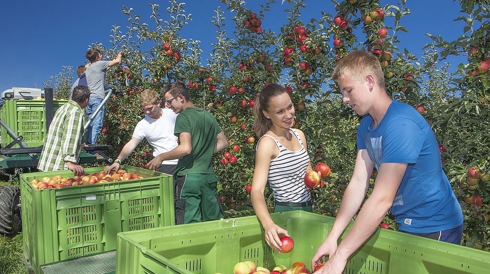 Schülerinnen und Schüler bei der Apfelernte