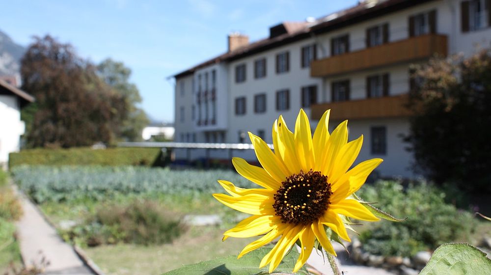 Sonnenblume und im Hintergrund Garten und Internatsgebäude