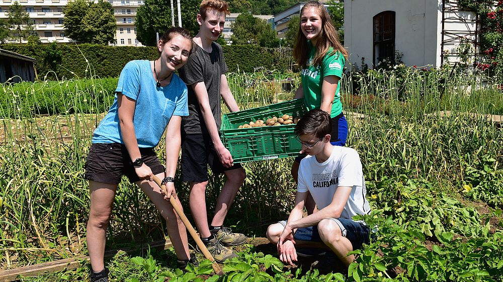 Schülerinnen und Schüler beim Ernten von Kartoffeln im Garten