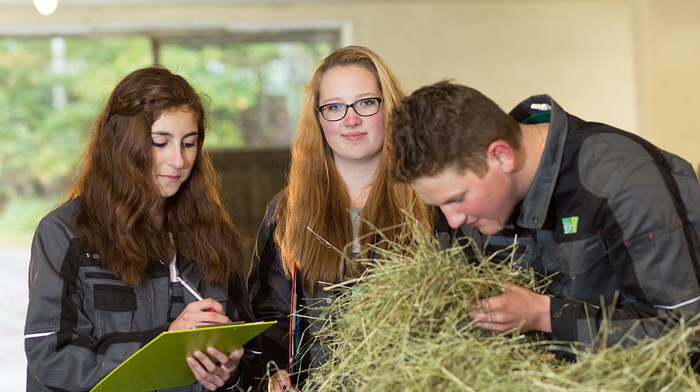 Schülerinnen und Schüler beurteilen die Qualität von Heu durch Riechen