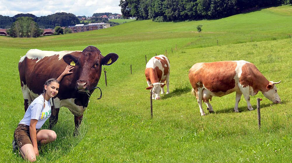 Schülerin mit 3 Kühen auf der Wiese