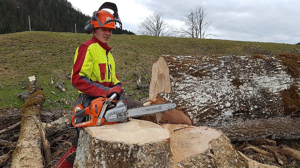 Schüler mit Motorsäge beim Fällen eines Baums