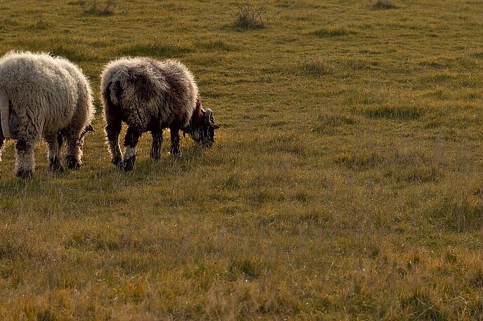 Zwei Schafe auf der Weide