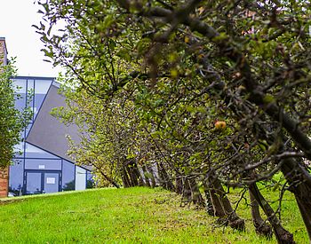 Obstbäume hinter dem Hochschulgebäude