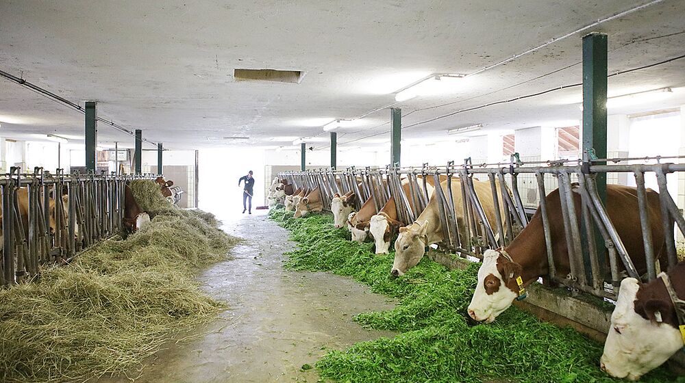 Schüler füttert Kühe im Stall