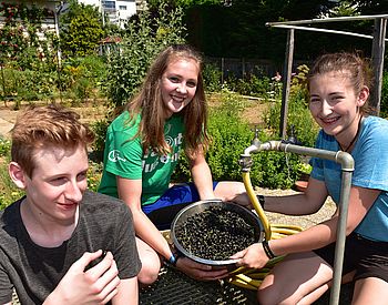 Schülerinnen und Schüler bei der Beerenernte