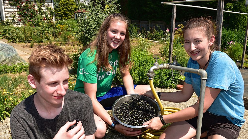 Schülerinnen und Schüler bei der Beerenernte