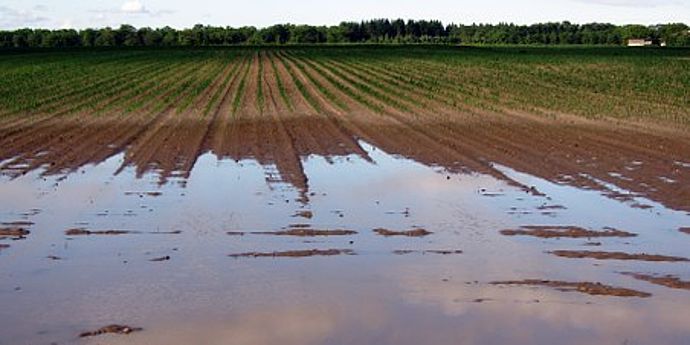 Bodenwasser Feld Feld in dem Wasser steht