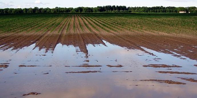 Feld in dem Wasser steht