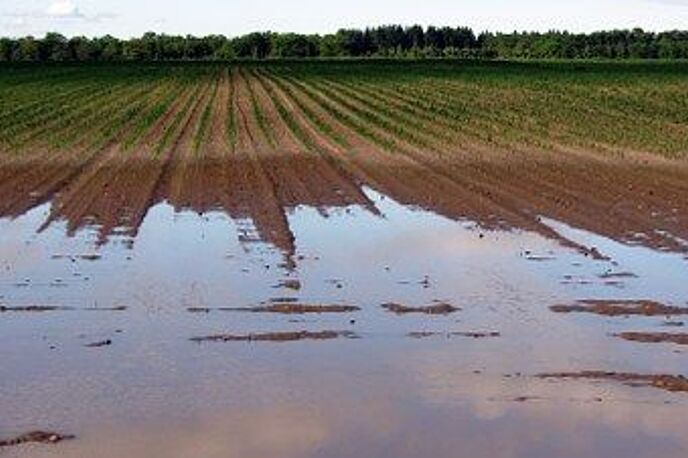 Feld in dem Wasser steht