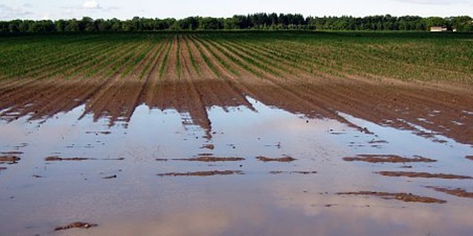 Bodenwasser Feld 