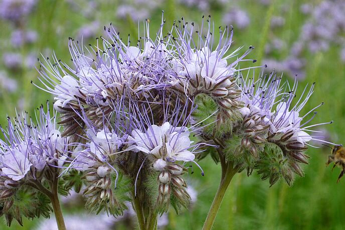 Blumenwiese mit Bienen