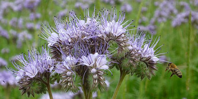 Blumenwiese mit Bienen