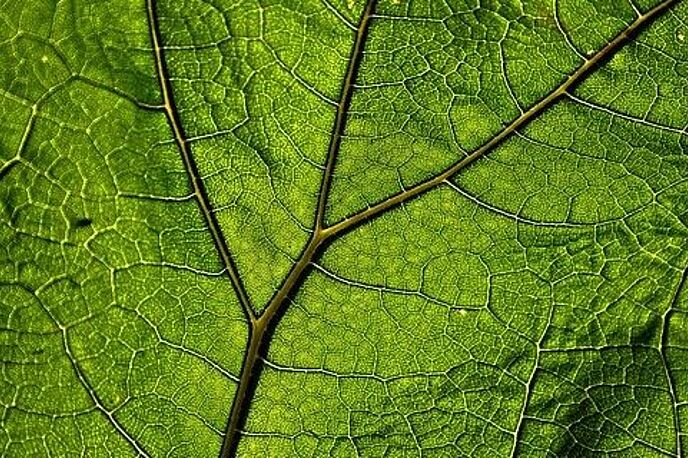  (cc) pixabay.com/MabelAmber