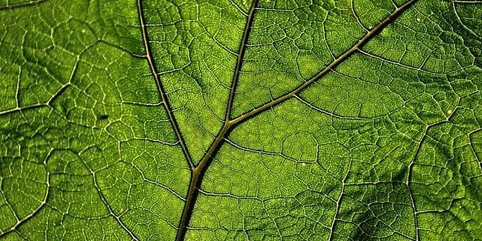  (cc) pixabay.com/MabelAmber