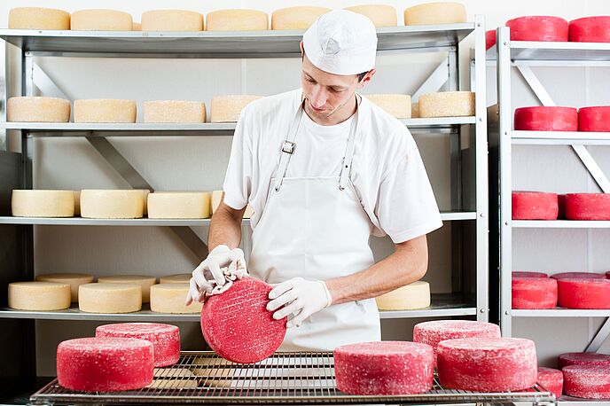 Mann sorgt für die richtige Hygiene bei fertigen Hartkäselaibe