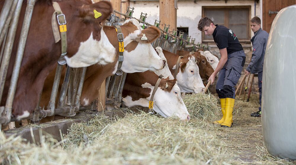 Schüler füttern Kühe im Stall